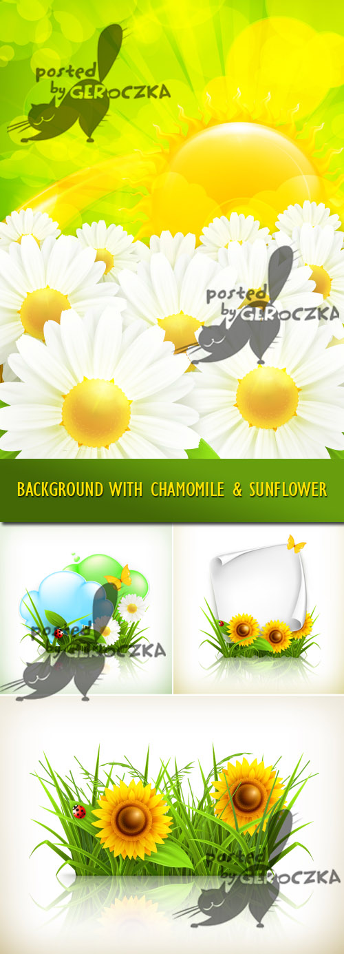 Background with chamomile and sunflower