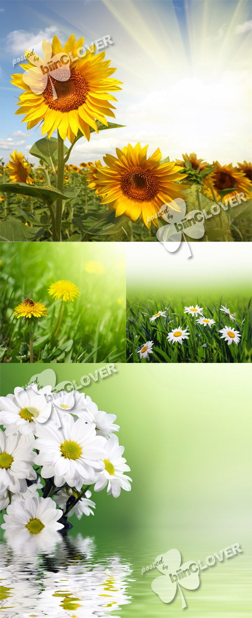 Summer fields with flower 0198