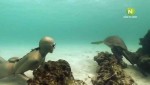 BBC:    / Dive Galapagos (2008) SATRip 