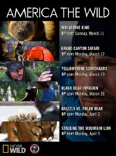  :    / America the Wild: Stalking the Mountain Lion (2012) HDTVRip