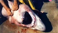 Адріатика. У пошуках білої акули / Adriatic. Search for the Great White Shark (2012) SATRip 