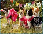   - 3 / Beverly Hills Chihuahua 3: Viva La Fiesta! (2012/DVD9/DVD5/DVDRip)