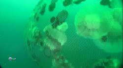    / War with jellyfish (2012) HDTVRip 1080p